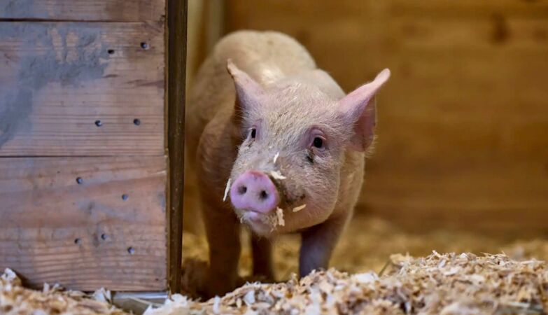 We are one step closer to being able to eat ham without killing the pig