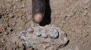 Lucy actually lived with a cousin! New species of australopithecus confirmed