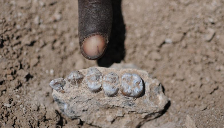 Lucy actually lived with a cousin! New species of australopithecus confirmed