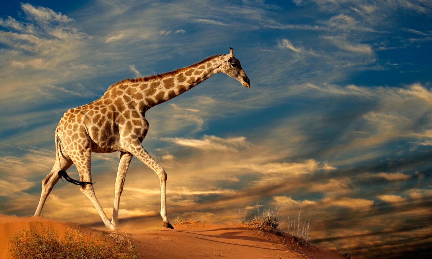 The surprising reason why giraffes have such long legs