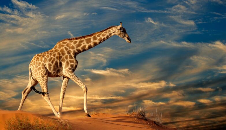 The surprising reason why giraffes have such long legs