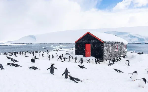 Cruises, penguins and absolute silence: the adventure of a Portuguese man who goes to work at the most remote post office on the planet