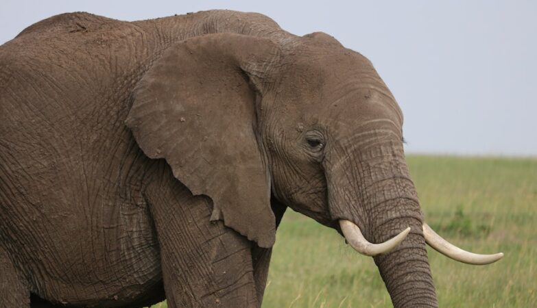Alentejo will have a large elephant refuge at the beginning of next year