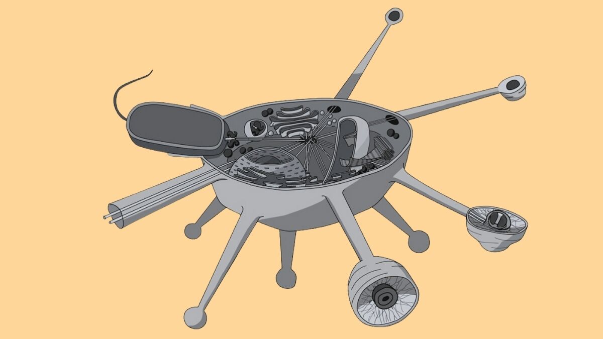 Organism discovered that could represent an entirely new branch on the tree of life