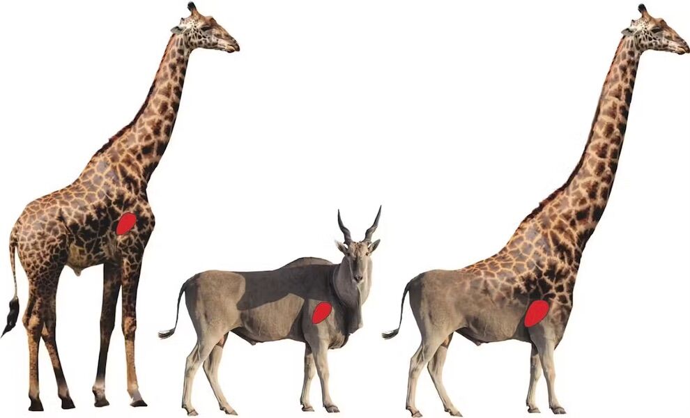 The surprising reason why giraffes have such long legs