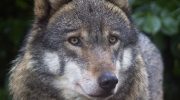A brilliant theft: here's the first proof that wolves also use tools