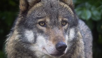 A brilliant theft: here's the first proof that wolves also use tools