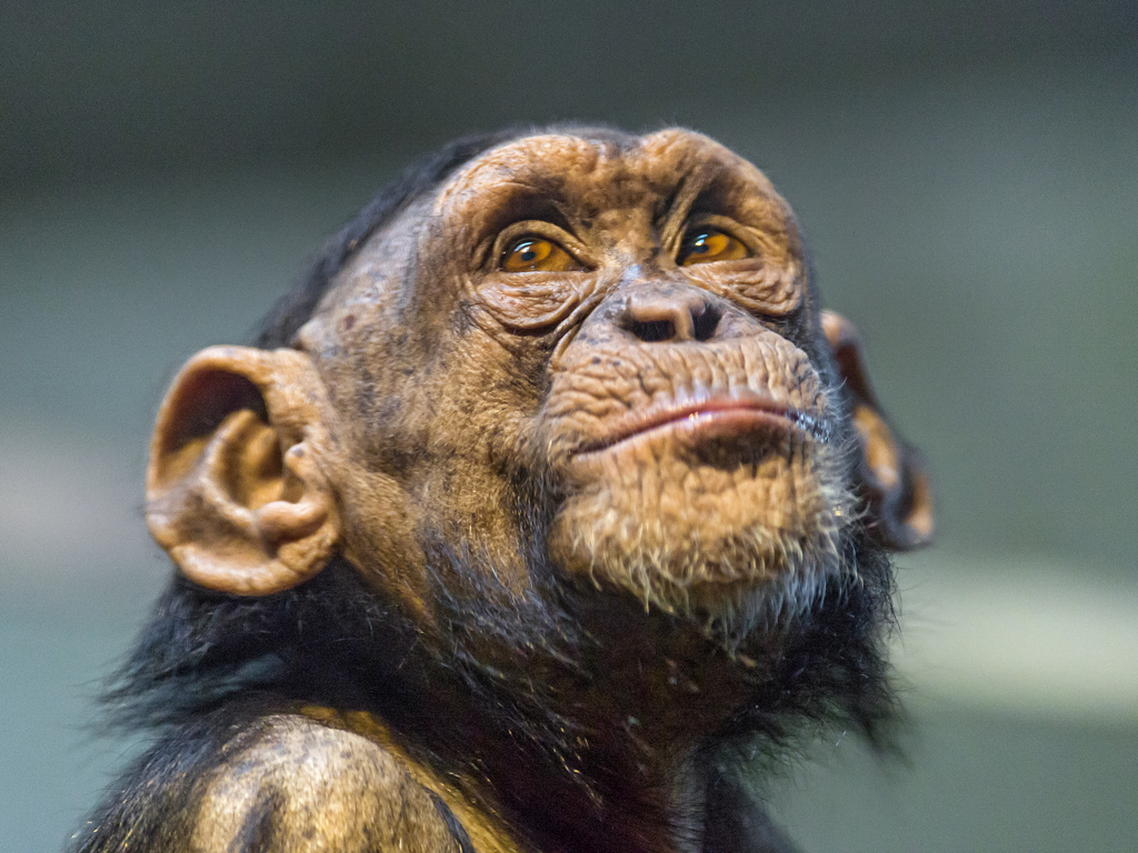 Chimpanzees change their minds when shown they are wrong