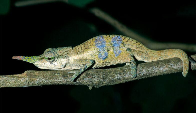 The real-life Pinocchio lied to the world for 150 years