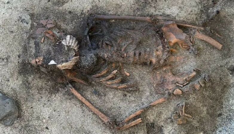 Viking-era woman found buried with shells in her mouth. Archaeologists are perplexed