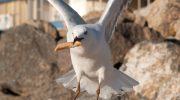Is a seagull attacking your lunch? Study finds that speaking loudly is the secret