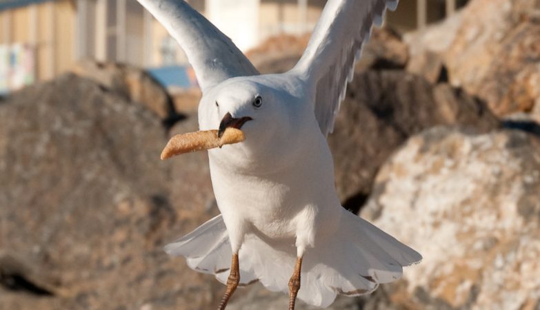 Is a seagull attacking your lunch? Study finds that speaking loudly is the secret