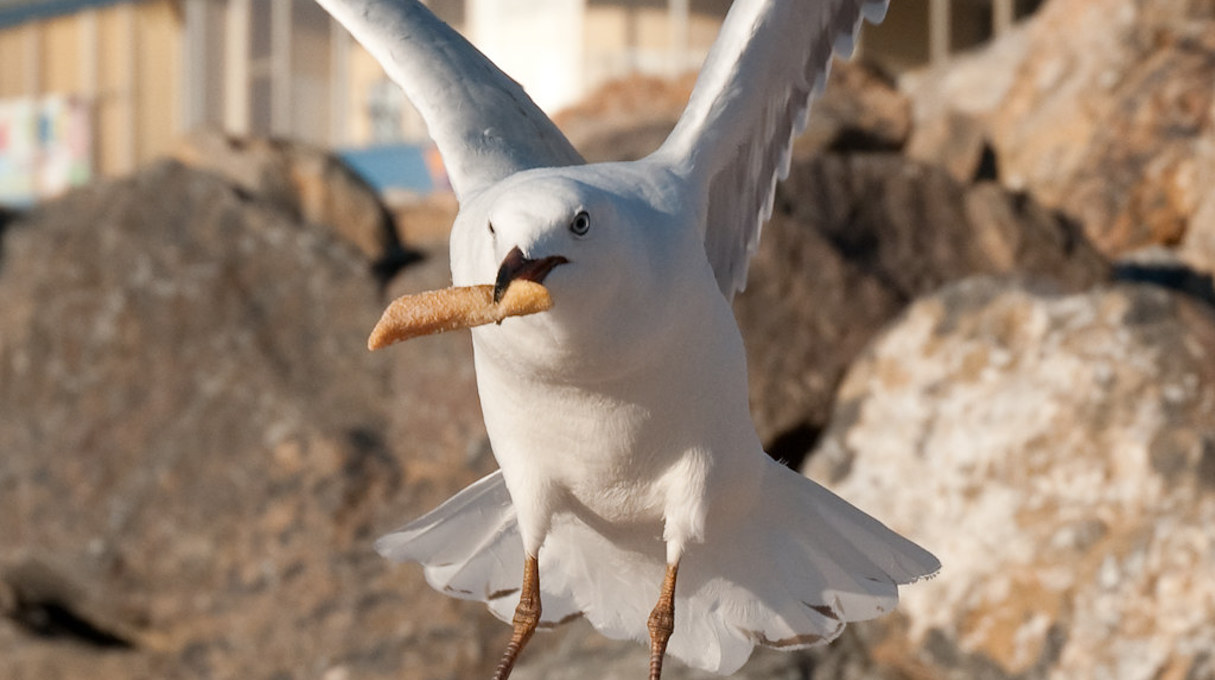 Is a seagull attacking your lunch? Study finds that speaking loudly is the secret