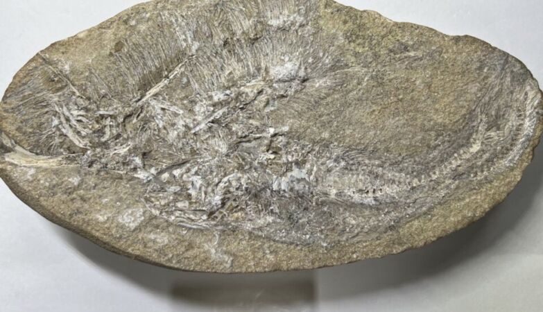 The fossilized remains of a dinosaur's vomit contained a new pterosaur