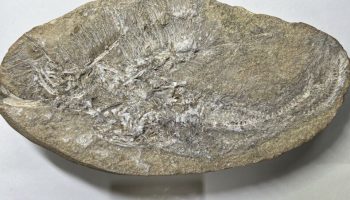 The fossilized remains of a dinosaur's vomit contained a new pterosaur