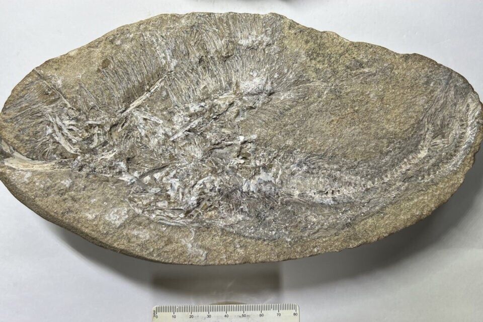 The fossilized remains of a dinosaur's vomit contained a new pterosaur