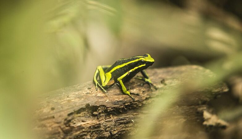 What doesn't kill them makes them stronger: animals that like poison