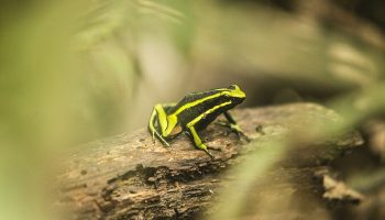 What doesn't kill them makes them stronger: animals that like poison