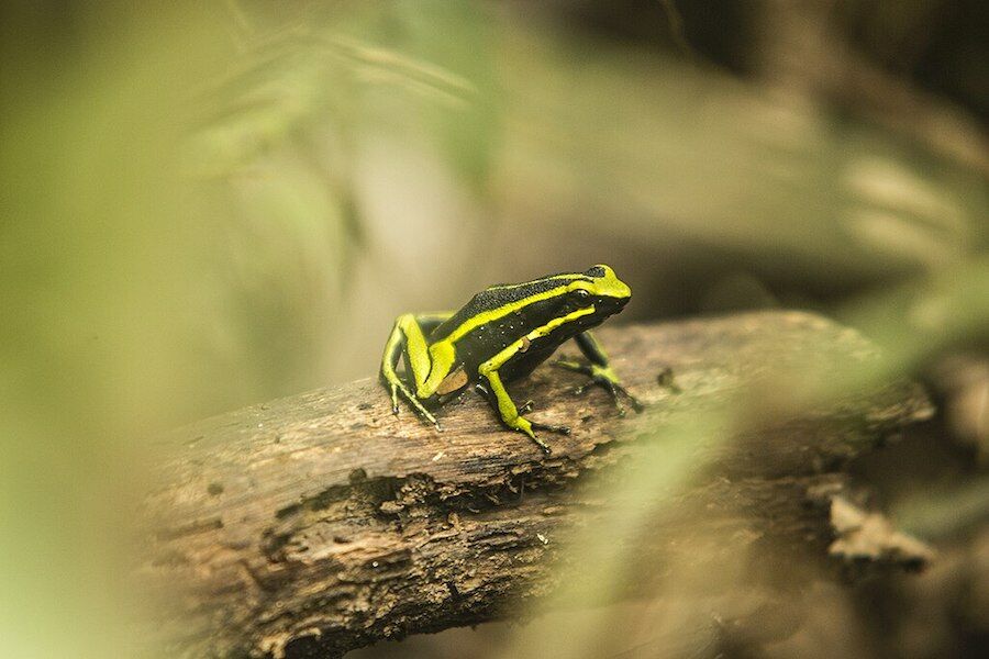 What doesn't kill them makes them stronger: animals that like poison