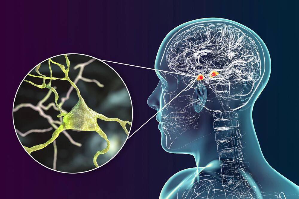 Scientists have managed to reverse anxiety by balancing the brain's amygdala