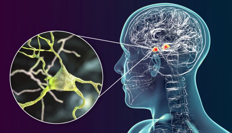 Scientists have managed to reverse anxiety by balancing the brain's amygdala