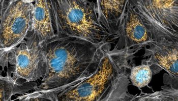 A microscopic worm offers surprising clues about extending life