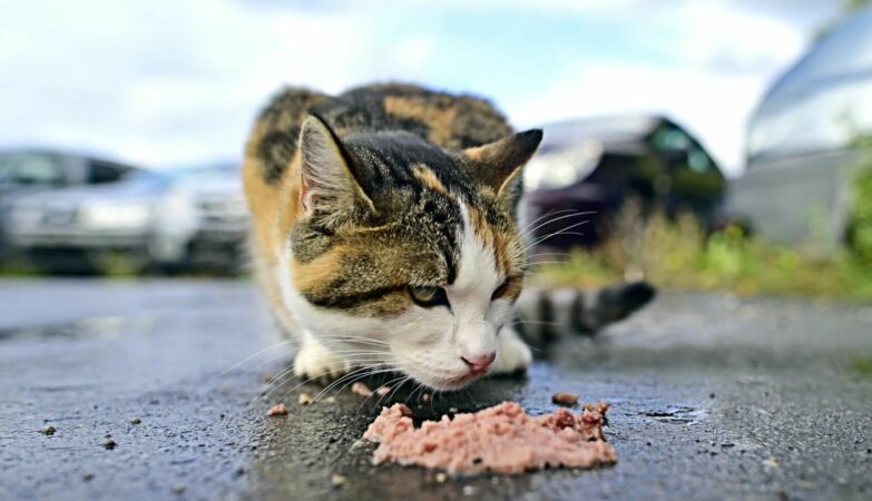 Is it forbidden to feed stray animals in Portugal? It depends: fines reach 8 thousand euros