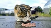 Is it forbidden to feed stray animals in Portugal? It depends: fines reach 8 thousand euros
