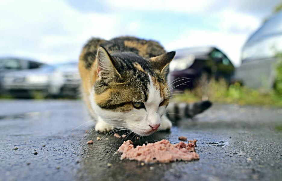 Is it forbidden to feed stray animals in Portugal? It depends: fines reach 8 thousand euros