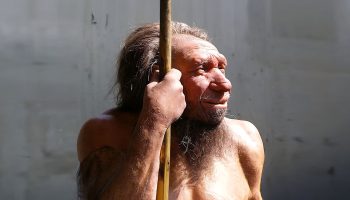 Neanderthals may never have gone completely extinct