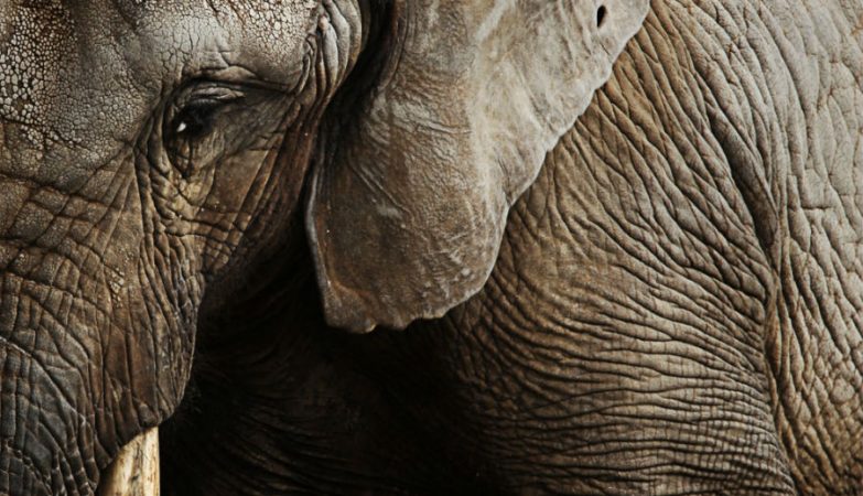 Africa has the largest land animals. It's because of humans