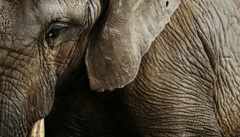 Africa has the largest land animals. It's because of humans