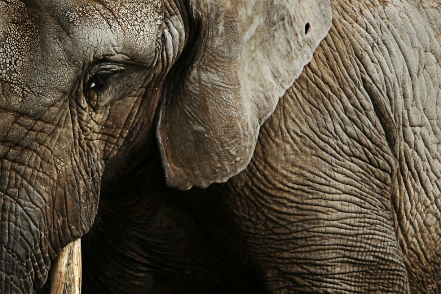 Africa has the largest land animals. It's because of humans