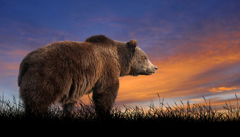 Humans aren't the only ones who enjoy a good sunset