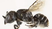 His name is Lucifer and he has horns like the devil. New species of bee discovered in Australia