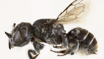His name is Lucifer and he has horns like the devil. New species of bee discovered in Australia
