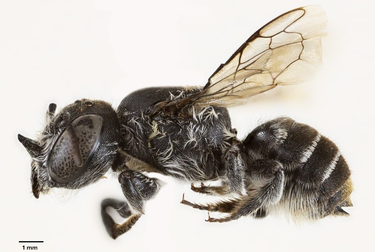 His name is Lucifer and he has horns like the devil. New species of bee discovered in Australia