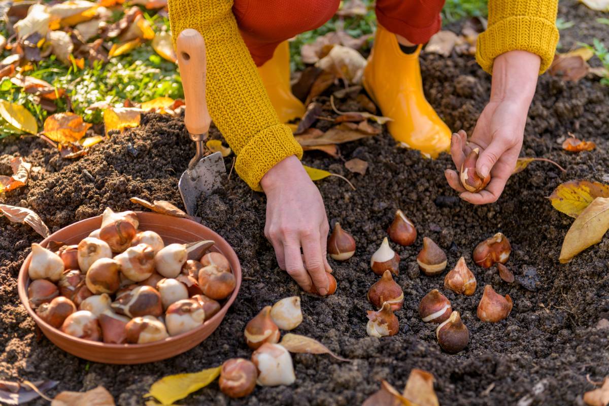 hand planting bulbs in November