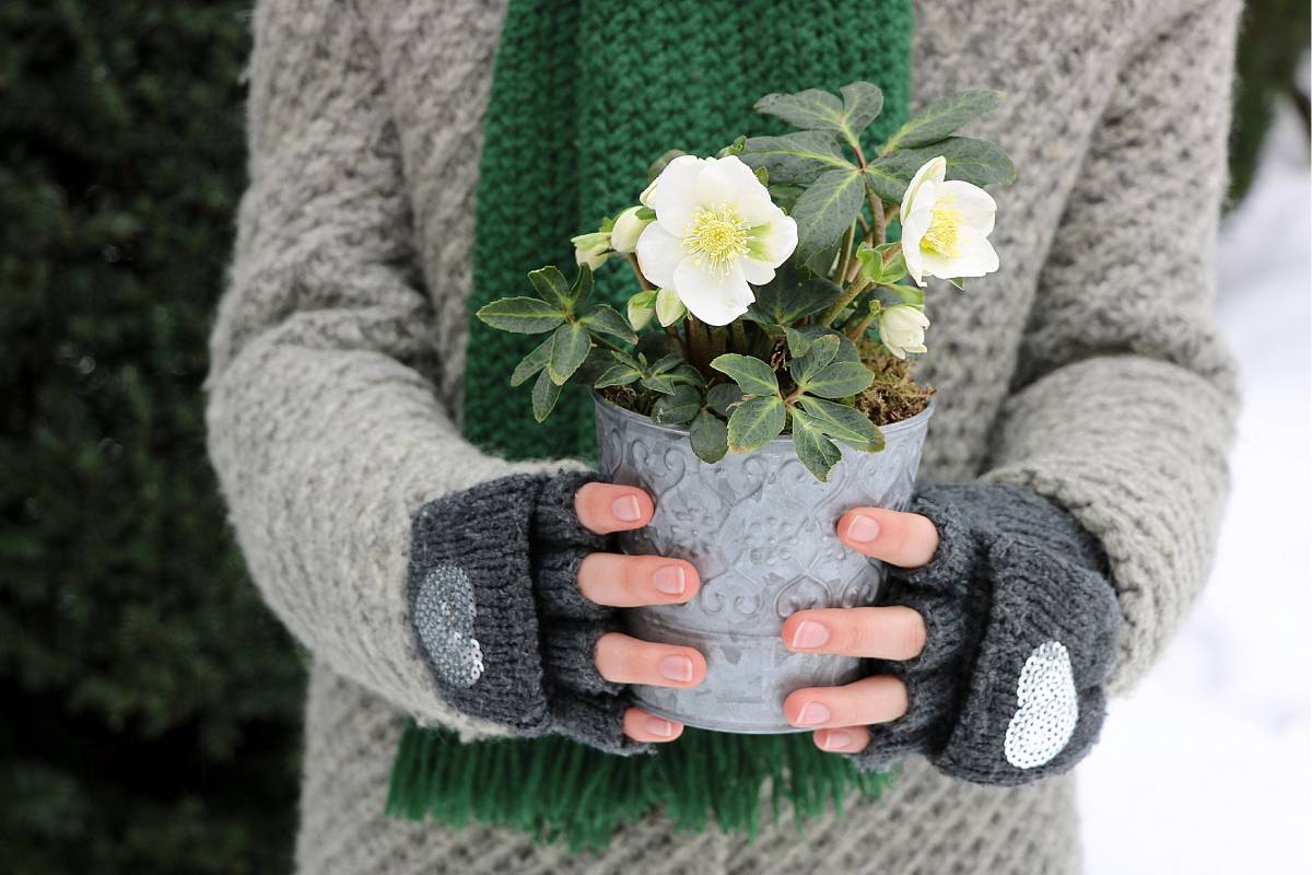 woman holding a seasonal flower, the helleborus