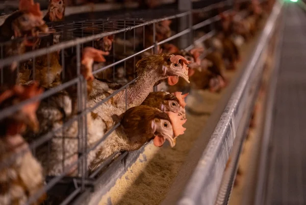 USA investigates first human case of H5N5 bird flu; patient remains hospitalized