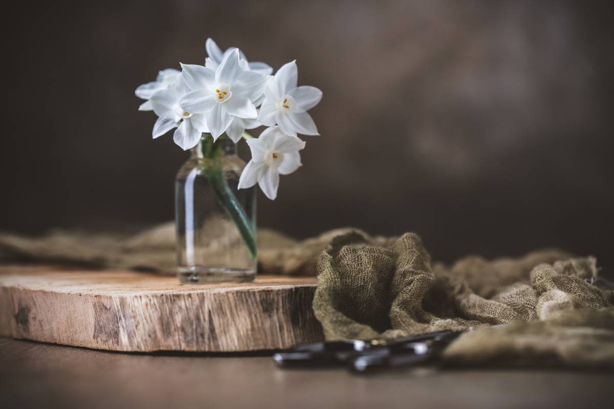 paperwhite in glass cup