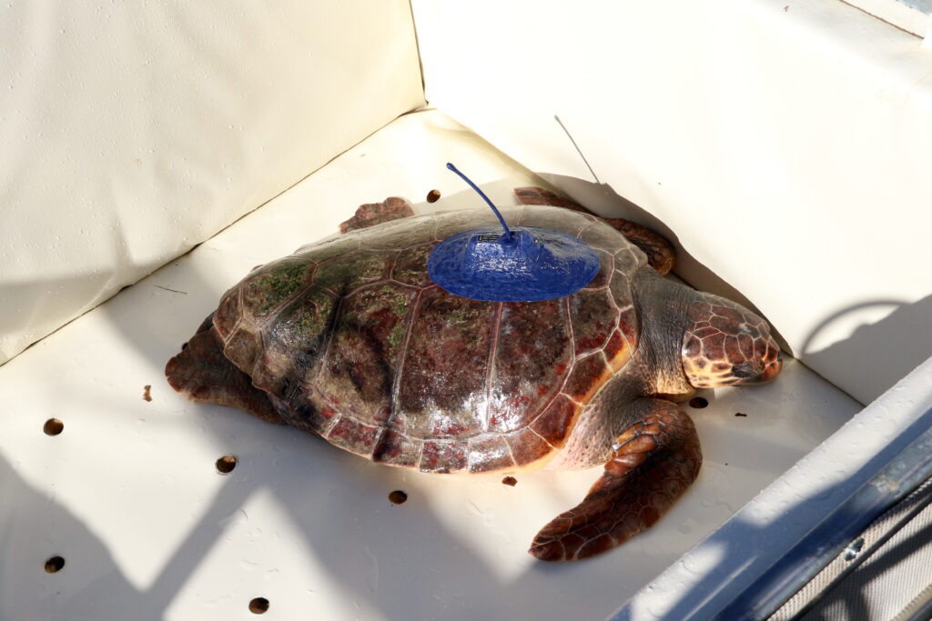 Salina, the turtle rehabilitated in the Algarve, travels more than 9,200 km and inspires pioneering study by Zoomarine