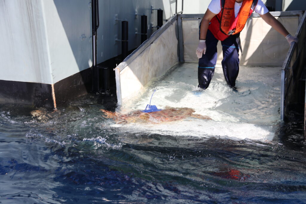 Salina, the turtle rehabilitated in the Algarve, travels more than 9,200 km and inspires pioneering study by Zoomarine