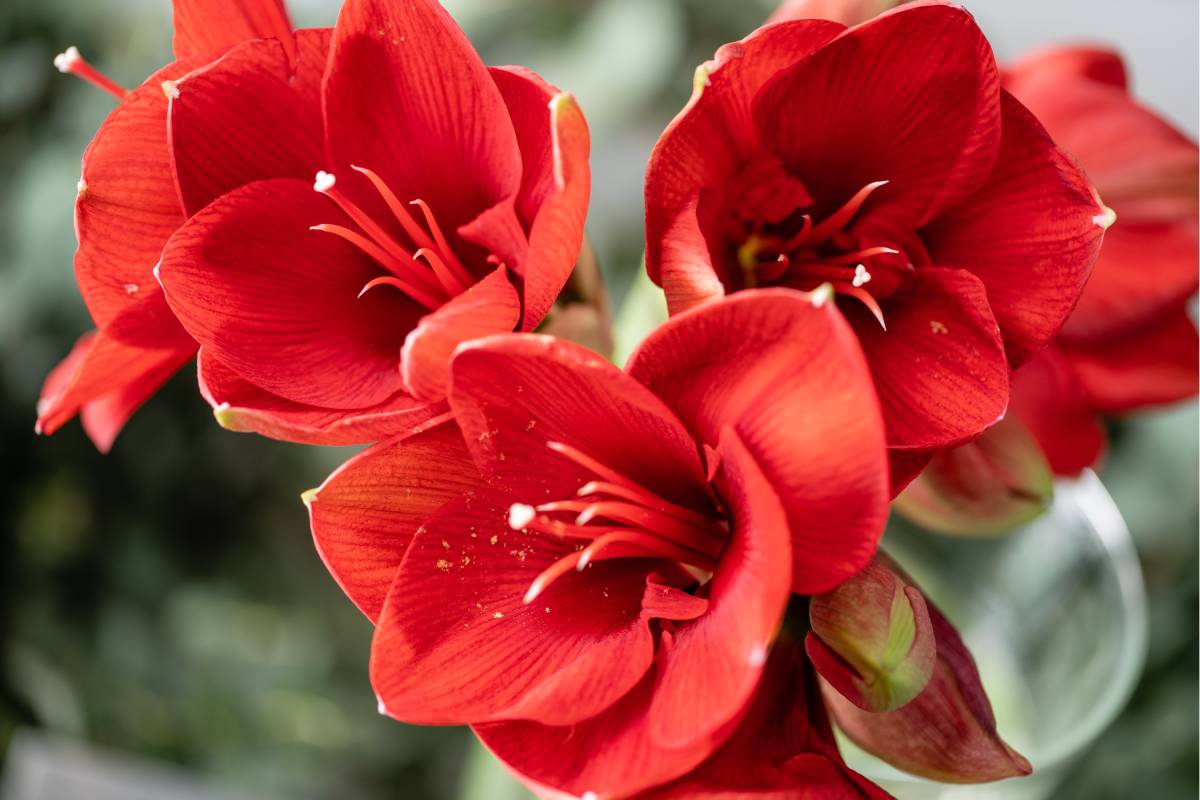 flowered amaryllis