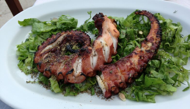 Eating octopus without eating the animal: cultivation will begin in Castelo Branco laboratory