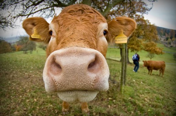 Dogs, cats, cattle, horses. How they became our friends