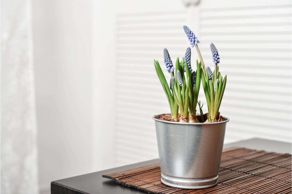 Muscari bulbs bloom in spring