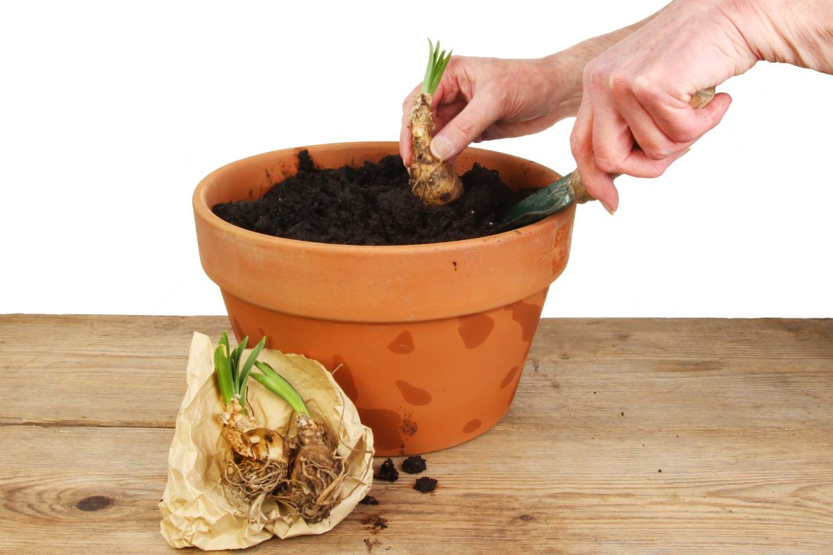 planting indoor bulbs