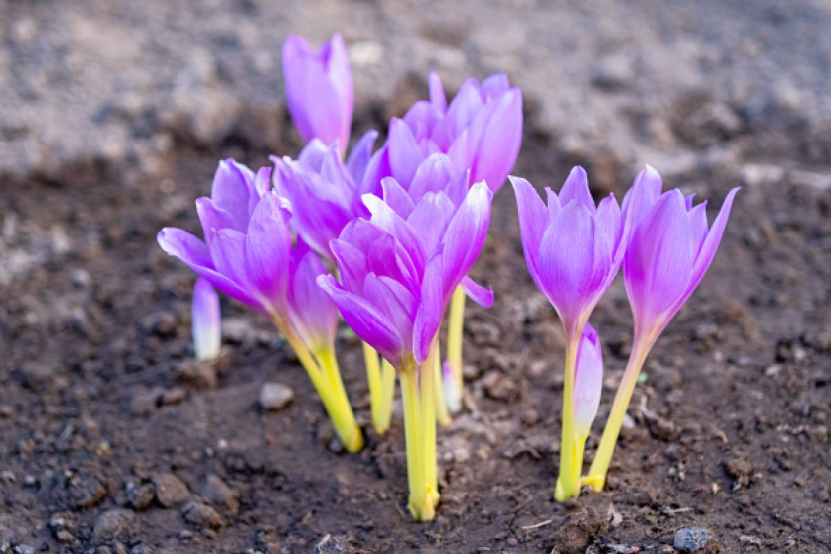 flowering bulbs in the ground