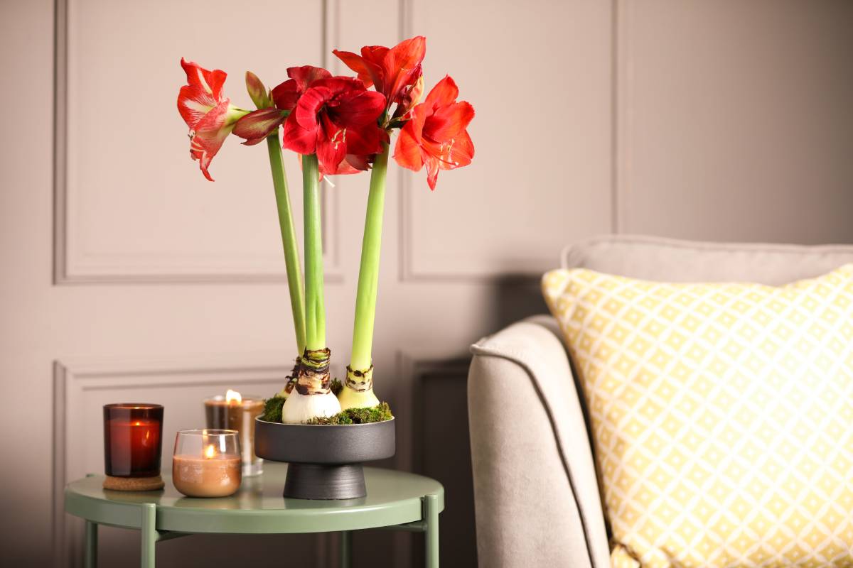 amaryllis, the bulbous plant that makes your home breathe in winter